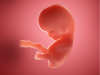 Tips to prepare the body for pregnancy