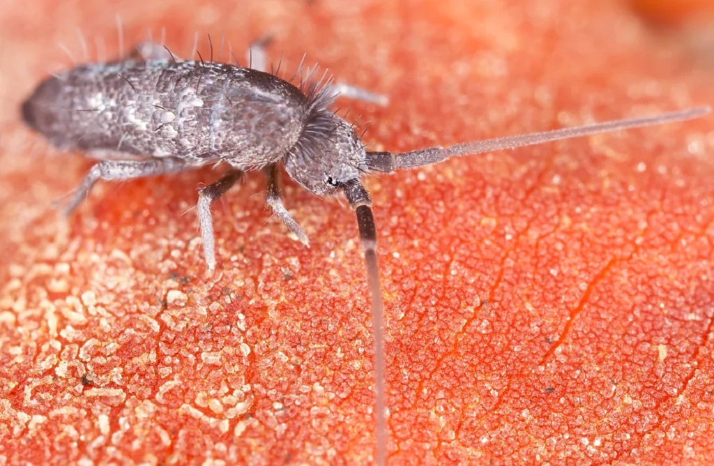 The World Of Springtails